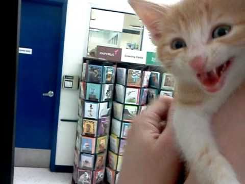 Cutest Kitten in Manitoba ~ Cat Talk