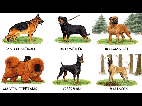 The Most Dangerous Guard Dogs Explained in 16 Minutes