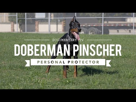 DOBERMAN PINSCHERS ARE GREAT PERSONAL PROTECTORS
