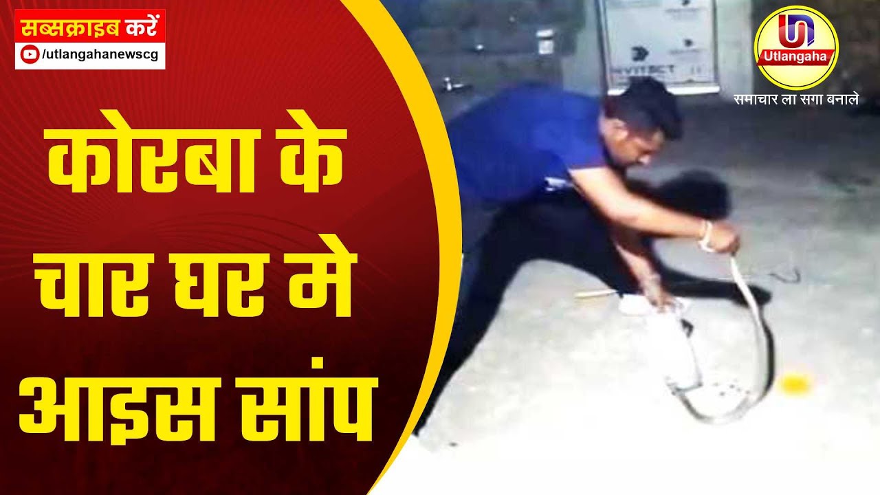 कोरबा के चार घर मे आइस सांप