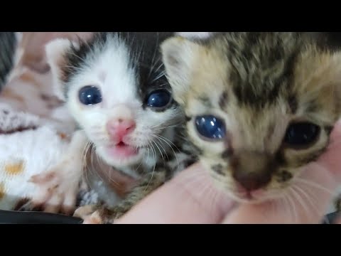 Caught A Man Stuffing a Box of Three Newborn Kittens In It. Episode2 lLily Ivo