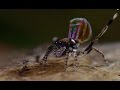 Spider Dances For His Life!! | Life Story | BBC