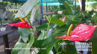 LA FLORESTA TARAPOTO HOSTAL