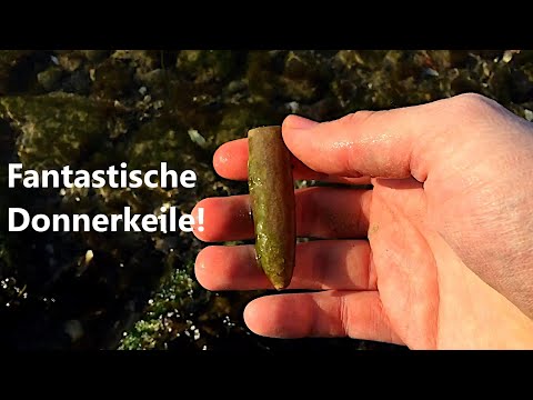 So viele Funde! Fossiliensuche an der Ostsee #2