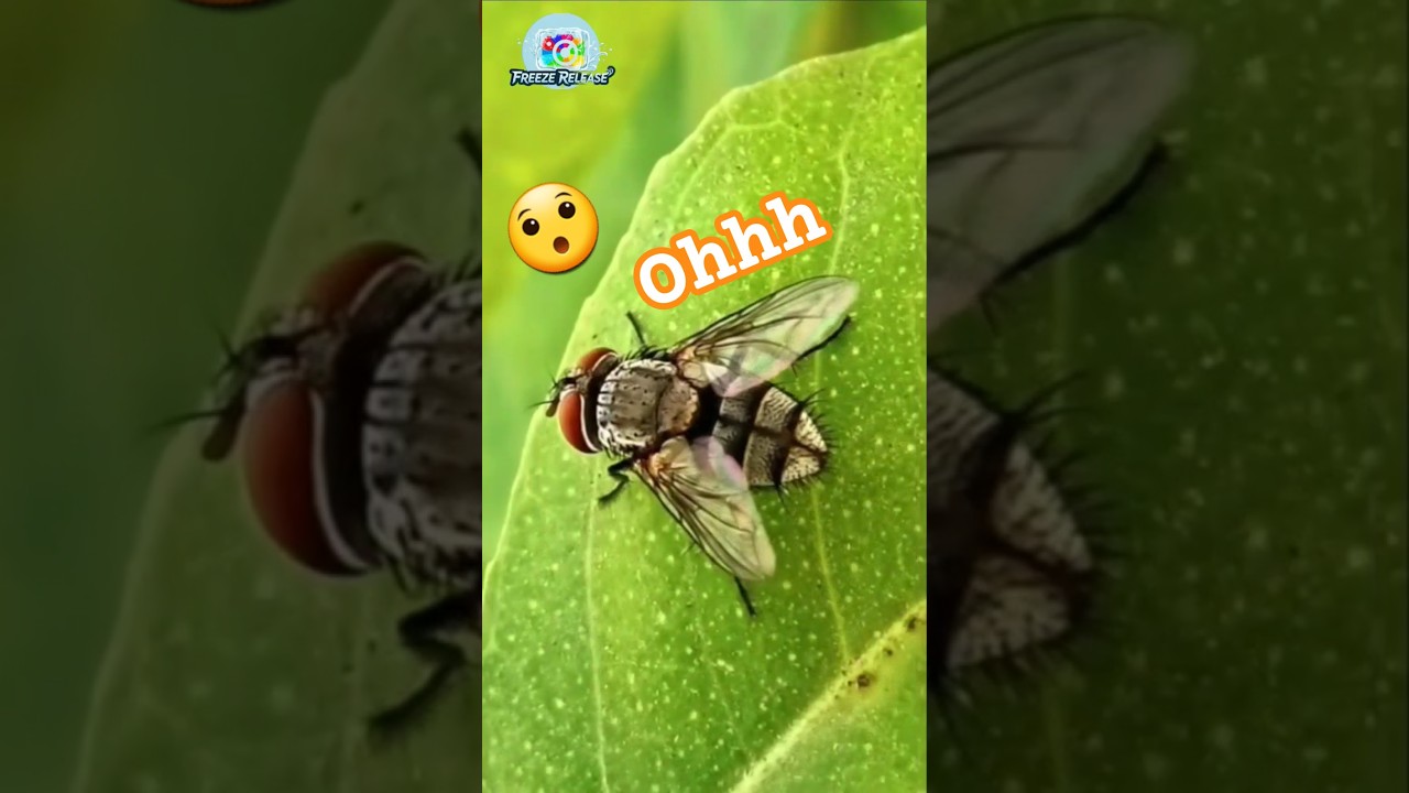 Fly on a Green Leaf​The World of Insects: Incredible Detail of a Fly's Face and Wings