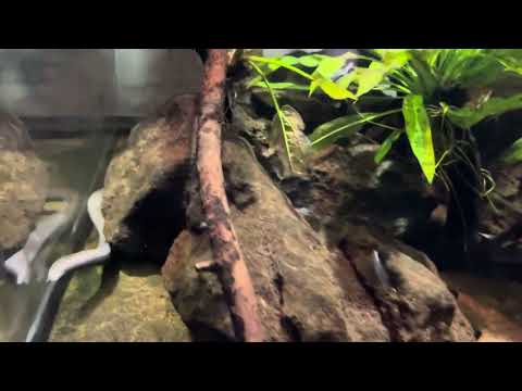 Aquatic Caecilian