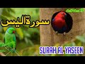 Tilawat e Quran ||surah Al yaseen ||سورۃ الیٰس || Beautiful 😍riaction of Quran @QariAkmalSultani