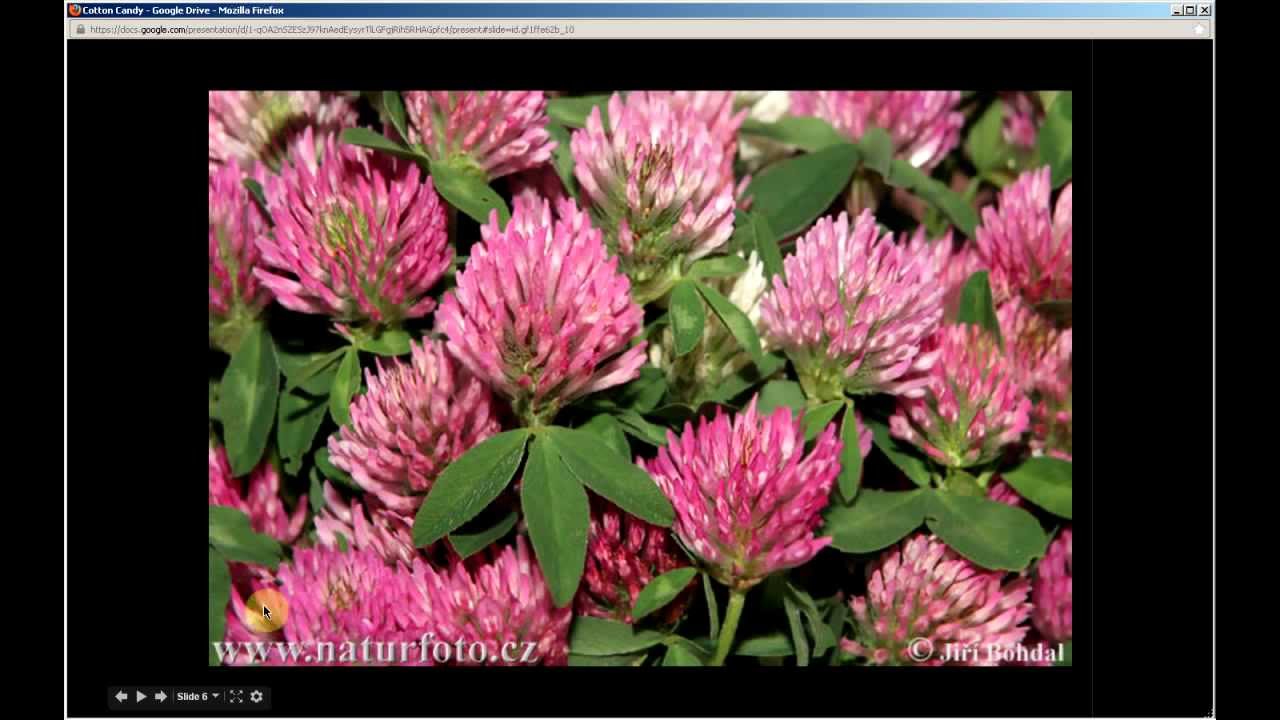 Trifolium pratense | Red Clover (Pt 1 of 2) - YouTube