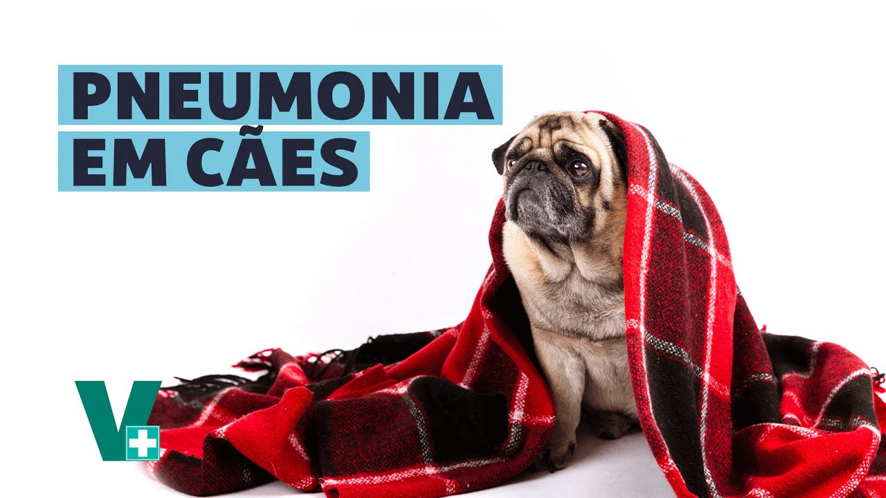 Pneumonia em cachorro, como lidar?