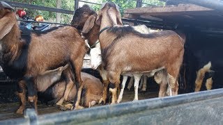 Download lagu Cara Sukses Ternak Kambing Jawa Randu - 78 Farm Jogja - 0812-2838-0678 mp3