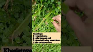 Download lagu khasiat semanggi gunung/pegagan embun mp3