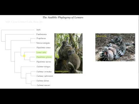 Chris Mercer-  The Audible Phylogeny of Lemurs