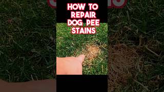 Fastest way to repair dog pee stains on any lawn