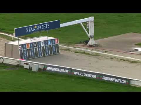 Signet Denver - BGBF Greyhound Stud Book Trophy Final