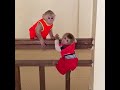 Titas Worry Standing Try To Help Bro Milkshake Monkey Dancing Monky Song Monkey Pen Banana Baby Tv