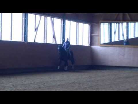 Josefshof Mühlhausen: Dressurwallach v. Metteur x De Niro zu verkaufen