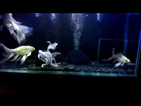 Watch Video on YouTube