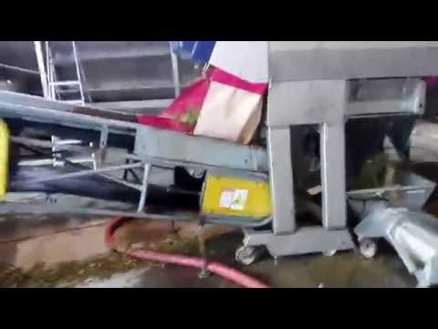 Así se separan las raspas de las uvas. Vendimia FG - Sauvignon Blanc