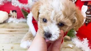 ハーフ犬の動画01