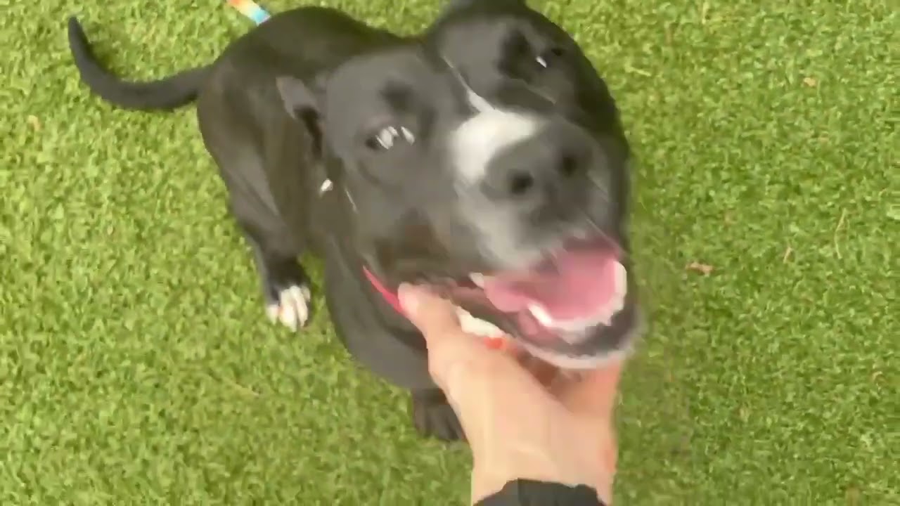 Enlarge Lori, a Adoptable mixed breed in Hartsville, SC video 6/6