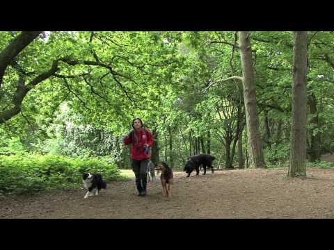 K9 Buddies Ltd video.