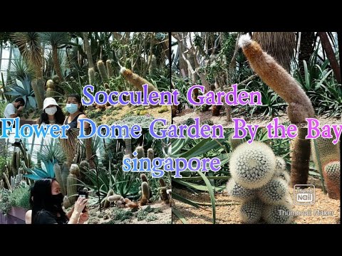 Different Kinds of Socculent Plants||Flower Dome Garden By the Bay Singapore||Shantal Tv Channel