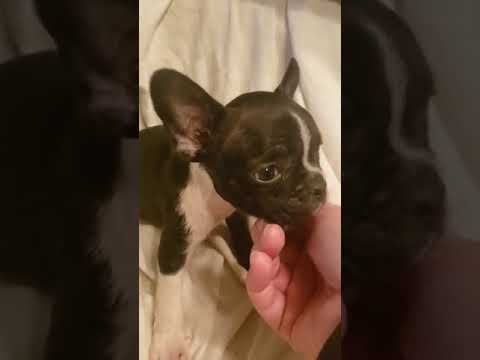 Jojo the frenchton boy