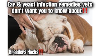 How to treat Ear & yeast infections. The remedy vets don’t want you to know about‼️