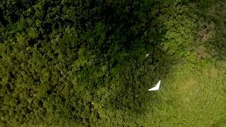 eagle + hang glider