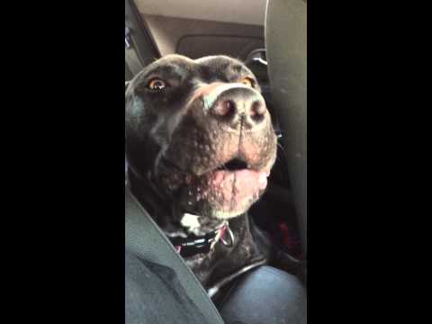 Definitive Proof That Even Dogs Can't Resist Adele's "Hello"