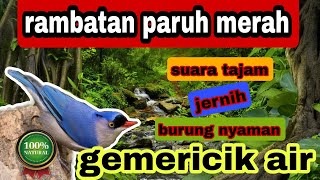 Download lagu masteran murai batu || suara burung rambatan paruh merah ( RPM ) dengan terapi gemericik air mp3
