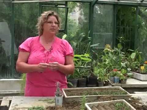 Ökológiai Intézet - Fűszer- és gyógynövénykert