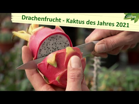, title : 'Kaktus des Jahres: Drachenfrucht | MDR Garten | MDR'