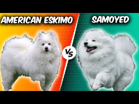 American Eskimo Dog VS Samoyed - Comparison