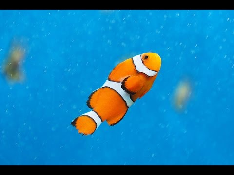Facts: The Clownfish