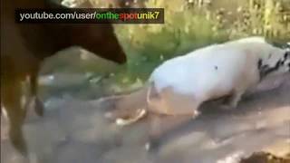 Download lagu video whatsapp lucu - video singkat lucu - status wa lucu - video singkat lucu mp3