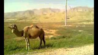 preview picture of video 'چراي شتران/Camels grazing in the plains'