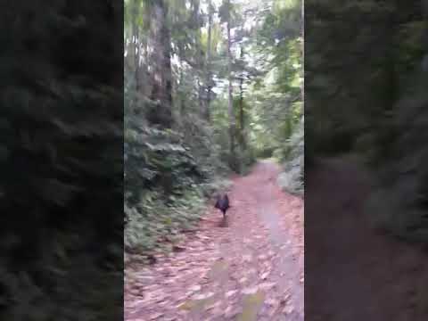 Dikejar Burung Kasuari