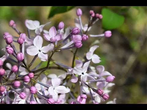 インディアンライラック展 土壌肥料