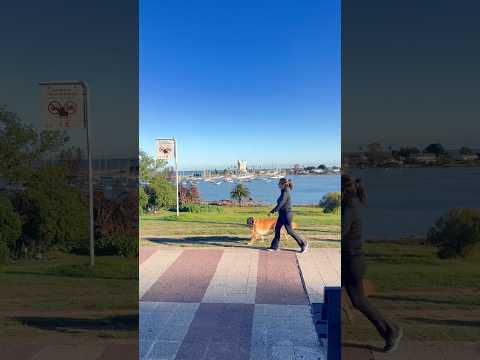 Paseo por Buceo #uruguay #montevideo #buceo #perritos #perros #cutedogs #citylife #perro #cutedogs