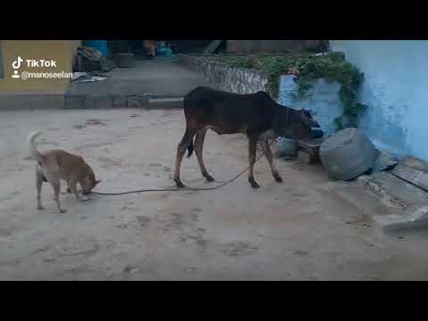Jallikattu kaalai and dog friend