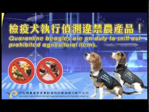 檢疫犬執勤中請旅客主動申報農產品