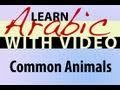 Learn Arabic with Video - Common Animals