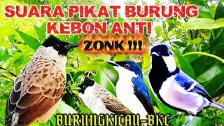 Download lagu suara burung pikat !!! pikat burung kebon anti zonk mp3