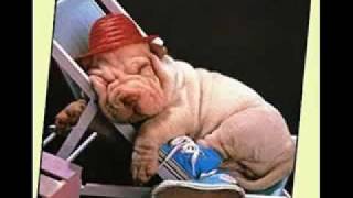 Siniestro Total - Camino De La Cama