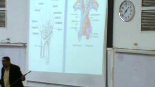 dr ahmed el zayny trachea 5-3