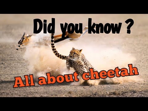 Did you know about cheetah #interestingfacts || Zeerak's Biology