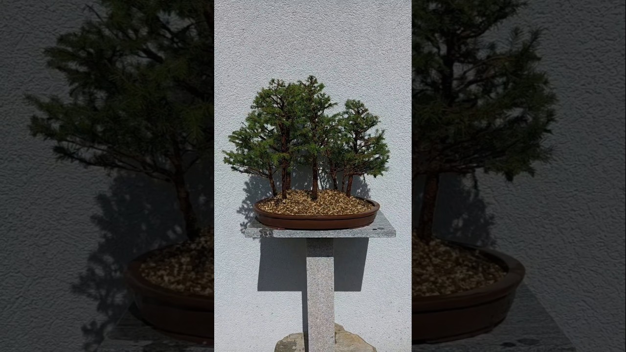 Small spruce forest🌲🌲🌲#bonsai #fyp #fy #garden #shorts