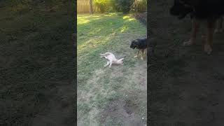 Video preview image #1 Labrador Retriever-Unknown Mix Puppy For Sale in Germantown, OH, USA