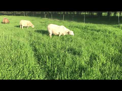 , title : 'Katahdin ewes - sheep grazing'